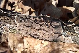 Attēlu rezultāti vaicājumam “Peniophora laurentii”