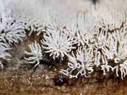 Attēlu rezultāti vaicājumam “Hemitrichia sordivesiculosa macro”