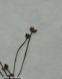 Attēlu rezultāti vaicājumam “Alisma gramineum flower”