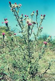 Attēlu rezultāti vaicājumam “Cirsium vulgare flower”