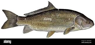 Image result for Ictiobus niger