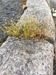 Attēlu rezultāti vaicājumam “Sagina procumbens fruit”