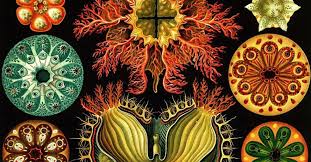 Image result for ernst haeckel