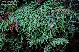 Attēlu rezultāti vaicājumam “Plagiothecium undulatum”