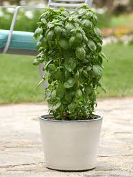 Image result for Basilikum