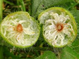 Attēlu rezultāti vaicājumam “Liposthenes glechomae”