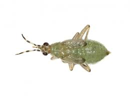 Attēlu rezultāti vaicājumam “Dicyphus nymph”