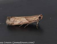 Attēlu rezultāti vaicājumam “Nyctegretis lineana”