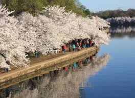 Image result for "cherry blossom" washington