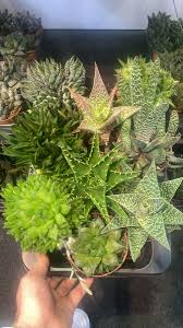 Image result for Haworthia mix