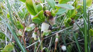 Attēlu rezultāti vaicājumam “Vaccinium uliginosum bud”