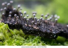 Attēlu rezultāti vaicājumam “Physarum leucophaeum”