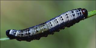 Attēlu rezultāti vaicājumam “Gilpinia”