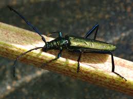 Attēlu rezultāti vaicājumam “Aromia moschata”