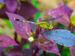 Attēlu rezultāti vaicājumam “Bryum funkii macro”