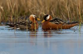 Attēlu rezultāti vaicājumam “Phalaropus fulicarius adult”