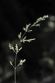 Attēlu rezultāti vaicājumam “Poa nemoralis fruit”