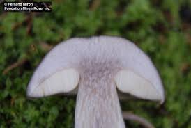 Attēlu rezultāti vaicājumam “Leccinum melaneum”