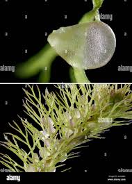 Attēlu rezultāti vaicājumam “Utricularia intermedia bud”