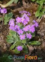 Attēlu rezultāti vaicājumam “Primula farinosa fruit”