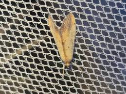 Attēlu rezultāti vaicājumam “Evergestis extimalis”