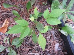 Attēlu rezultāti vaicājumam “Phellodendron amurense leaf”
