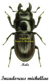 Attēlu rezultāti vaicājumam “Ceruchus chrysomelinus imago”