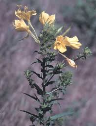 Attēlu rezultāti vaicājumam “Oenothera biennis flower”