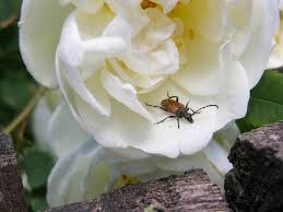 Attēlu rezultāti vaicājumam “Paracorymbia maculicornis imago”