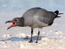 Attēlu rezultāti vaicājumam “Fuligo laevis”