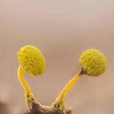 Attēlu rezultāti vaicājumam “Physarum viride var. aurantium”