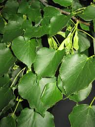 Attēlu rezultāti vaicājumam “Tilia cordata leaf”