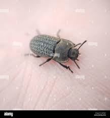 Attēlu rezultāti vaicājumam “Opatrum sabulosum”