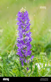 Image result for Campanula spicata