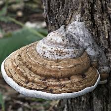 Attēlu rezultāti vaicājumam “Ganoderma applanatum”