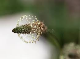 Attēlu rezultāti vaicājumam “Plantago media bud”