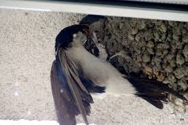 Attēlu rezultāti vaicājumam “Delichon urbicum adult”