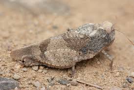 Attēlu rezultāti vaicājumam “Oedipoda caerulescens”