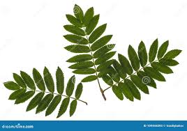 Attēlu rezultāti vaicājumam “Sorbus aucuparia leaf”