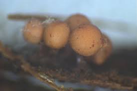 Attēlu rezultāti vaicājumam “Arcyria major macro”