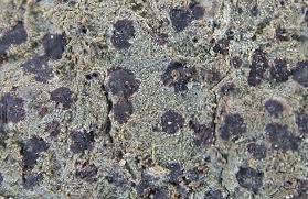 Attēlu rezultāti vaicājumam “Arthonia byssacea”