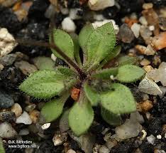 Attēlu rezultāti vaicājumam “Erophila verna”