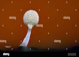 Attēlu rezultāti vaicājumam “Trichia sp.”