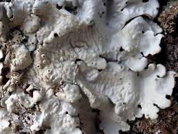 Attēlu rezultāti vaicājumam “Lobaria amplissima”