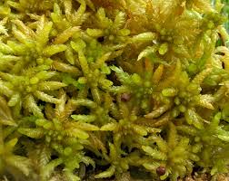 Attēlu rezultāti vaicājumam “Sphagnum centrale”