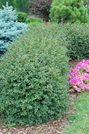 Attēlu rezultāti vaicājumam “Ribes alpinum”