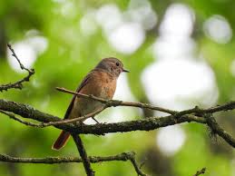 Attēlu rezultāti vaicājumam “Phoenicurus phoenicurus female”