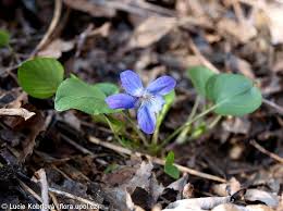 Attēlu rezultāti vaicājumam “Viola rupestris bud”