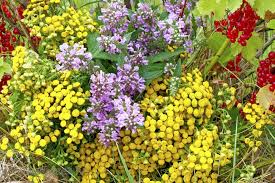 Attēlu rezultāti vaicājumam “Stachys palustris fruit”