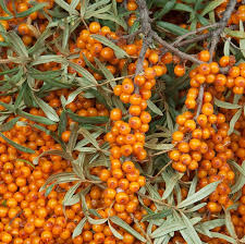 Attēlu rezultāti vaicājumam “Hippophae rhamnoides fruit”